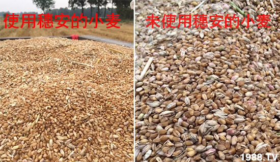 小麥赤霉病危害特點，防治小麥赤霉病用什么藥？