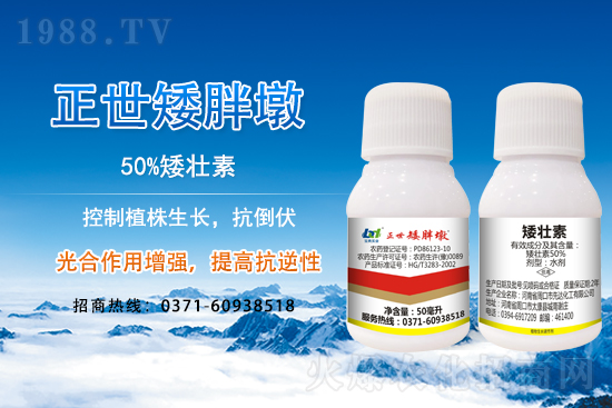 小麥冬前旺長有什么危害?采取什么措施能有效防徒長?