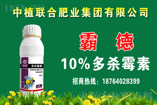 今日小麥價格行情如何?春節(jié)前小麥價格還會上漲嗎?