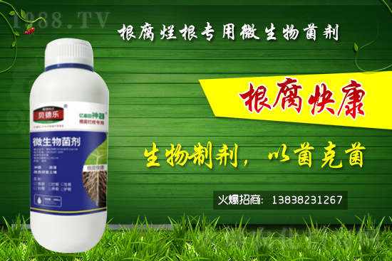 微生物菌劑可以治根腐病嗎？怎么選擇？