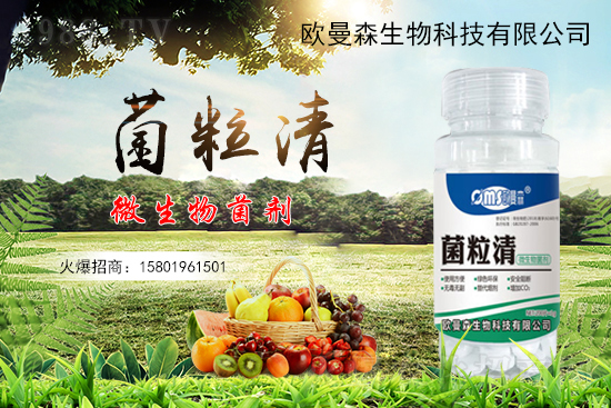低溫辣椒“灰霉病”易發(fā)生，如何識別與防治辣椒灰霉病