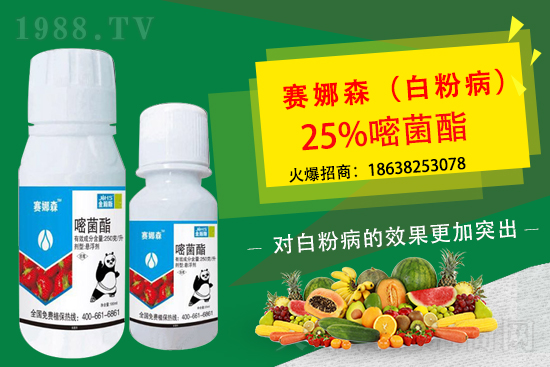 草莓白粉病來襲，損葉毀果，草莓白粉病要如何防控？