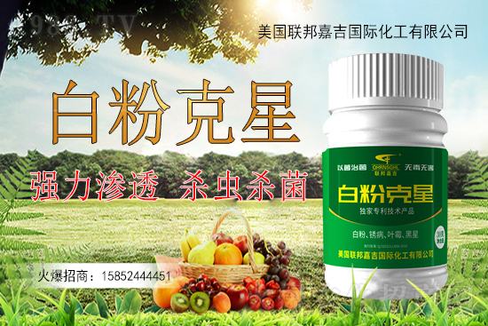 辣椒白粉病為何難以防控？辣椒白粉病如何用藥防治效果好？