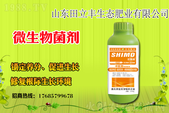 板藍(lán)根該如何種植？板藍(lán)根種植前景和效益怎么樣？