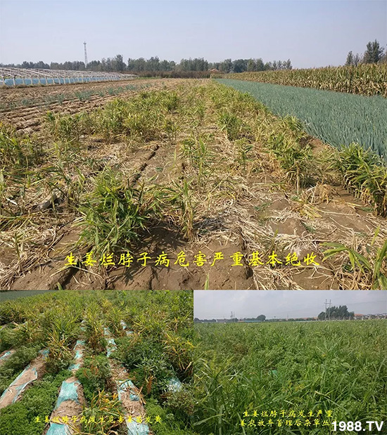 發(fā)明專利產(chǎn)品——姜兀憂,三段式防控爛脖子?。∮脩艏娂姺答佇Ч?,火了!