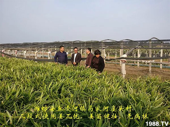 發(fā)明專利產(chǎn)品——姜兀憂,三段式防控爛脖子??!用戶紛紛反饋效果,火了!