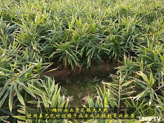 發(fā)明專利產(chǎn)品——姜兀憂,三段式防控爛脖子病!用戶紛紛反饋效果,火了!