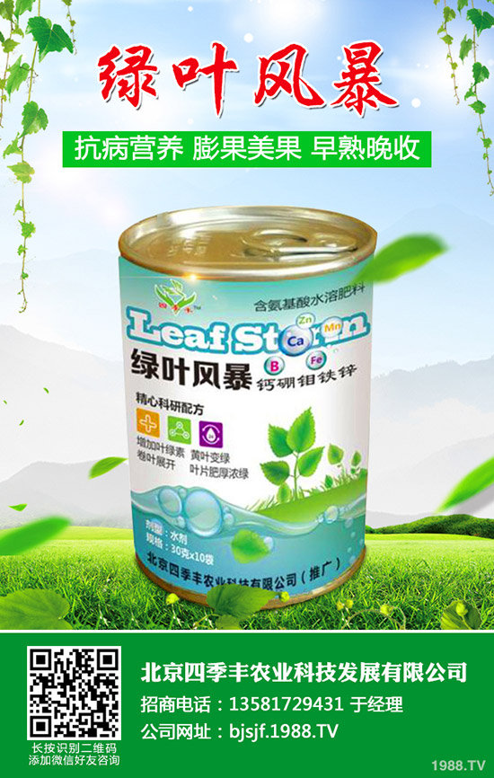 辣椒白粉病為何難防治？辣椒白粉病發(fā)病原因及防治！