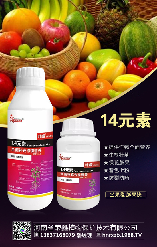 芹菜軟腐病有什么危害？芹菜軟腐病怎么防治好？