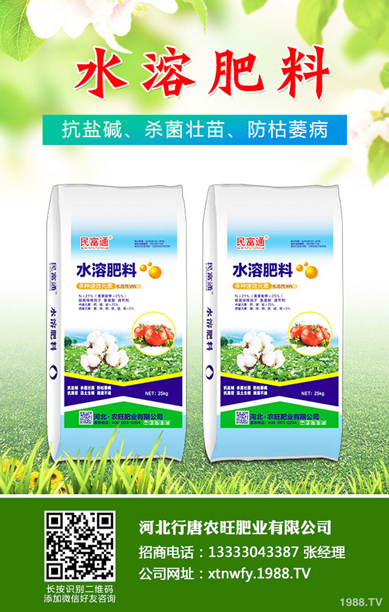 香菜如何種植香味濃產(chǎn)量高？韓國(guó)大棵香菜栽培技術(shù)！