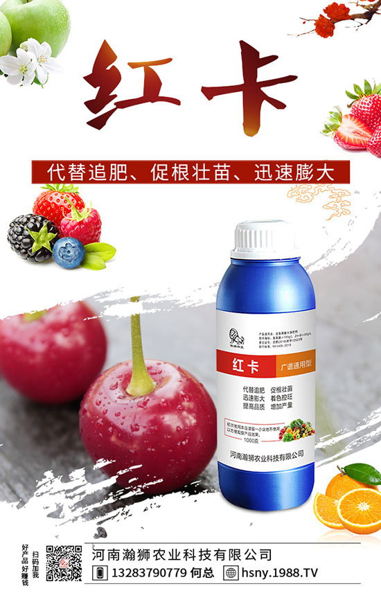 辣椒出苗后如何管理？辣椒出苗后移栽技術(shù)要點