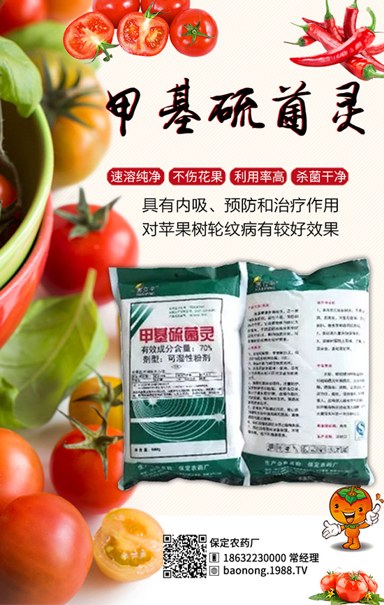 櫻桃西紅柿栽培技術(shù)，櫻桃西紅柿病蟲害防治！