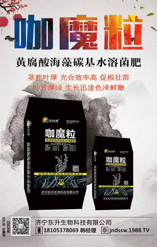 小香芹什么間種植時(shí)？小香芹種植方法要點(diǎn)！