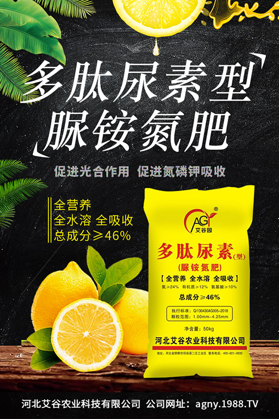 四季豆種植要點,四季豆育苗技術及苗期管理