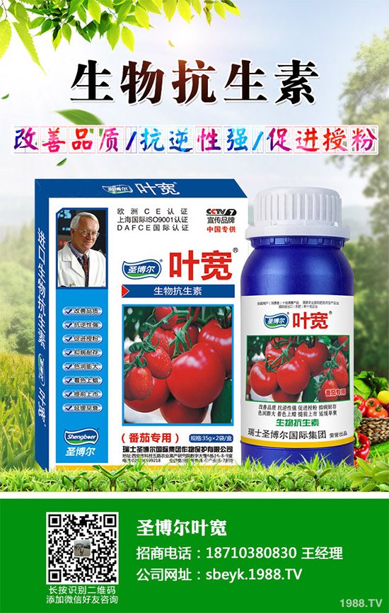 大棚薄皮甜瓜該如何栽培？薄皮甜瓜高產(chǎn)栽培技術(shù)