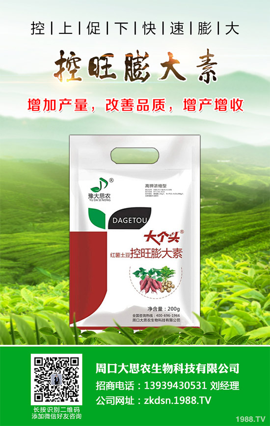 茄子瘋長(zhǎng)到不結(jié)果是咋回事？該如何預(yù)防？茄子瘋長(zhǎng)的發(fā)生原因及預(yù)防措施！