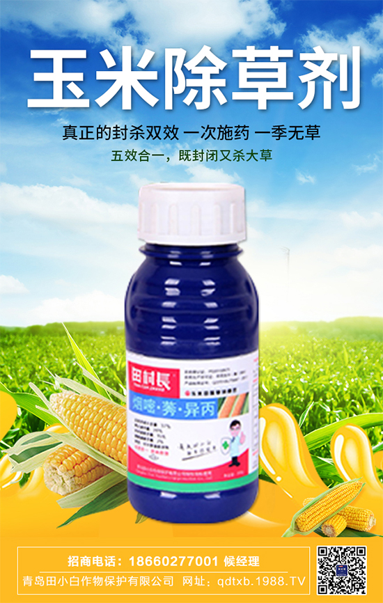 玉米種子拌種有什么作用？玉米苗期管理要點！