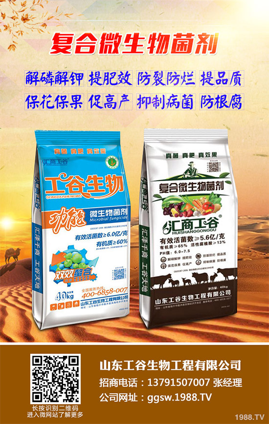 茼蒿什么時候種植比較好?該如何種植?茼蒿的種植時間及種植技術(shù)