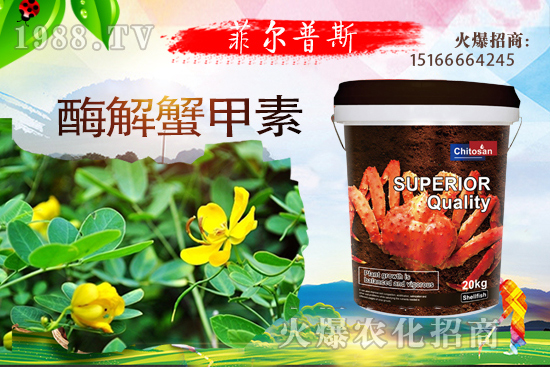 龍葵怎么種植？龍葵種植技術(shù)要點！