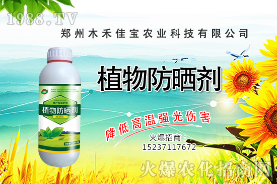 香樟樹種植栽培要點有哪些，香樟樹移栽方法！