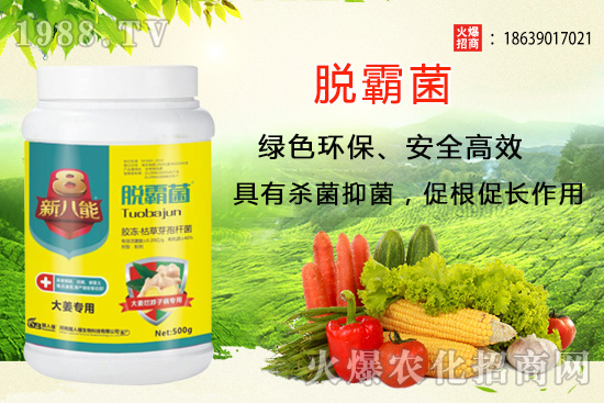 花生種植選什么品種？花生種植前景分析及品種推薦！