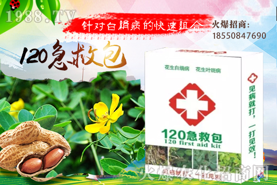 慈姑育苗方法有哪些？慈菇怎么移栽定植？