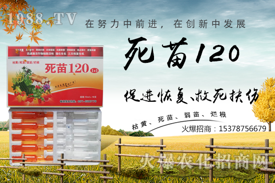  �߲˷Nֲ���L���������������砀�����W(xu��)��(hu��)�@Щ�������߲����砀����������