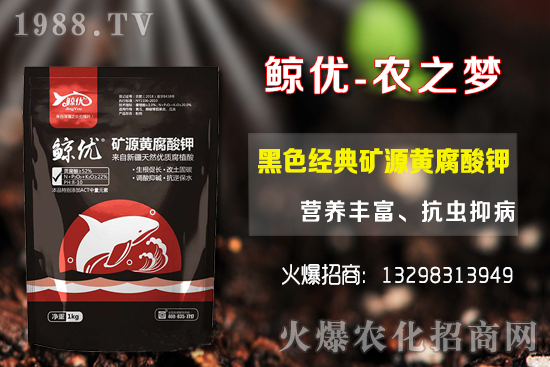 青棗的種植密度，青棗的品種選擇及種植方法！