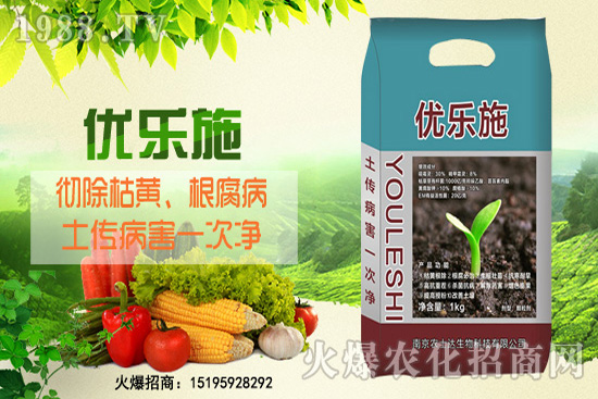 種芹菜空心多，品質(zhì)差？芹菜空心原因及防治措施！