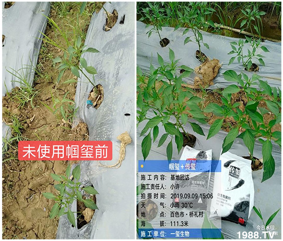 好產(chǎn)品好作用，“一璽生物”微生物菌劑“幗璽”客戶真實反饋！