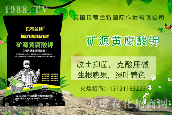 天竺葵怎么養(yǎng),天竺葵養(yǎng)殖方法和注意事項(xiàng)!