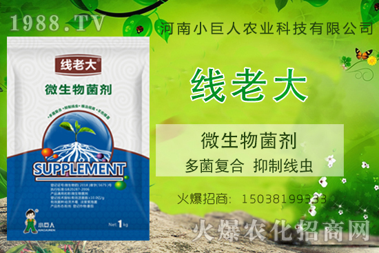 根結(jié)線蟲咋防治?根結(jié)線蟲克星-“線老大”多菌復(fù)合、抑制線蟲!