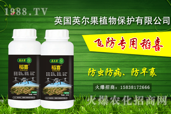 警惕！水稻早衰現(xiàn)象危害大！水稻早衰是什么原因，該怎么防治？