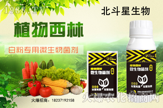 微生物菌劑為什么能防治白粉病？白粉專用微生物菌劑有什么特點？