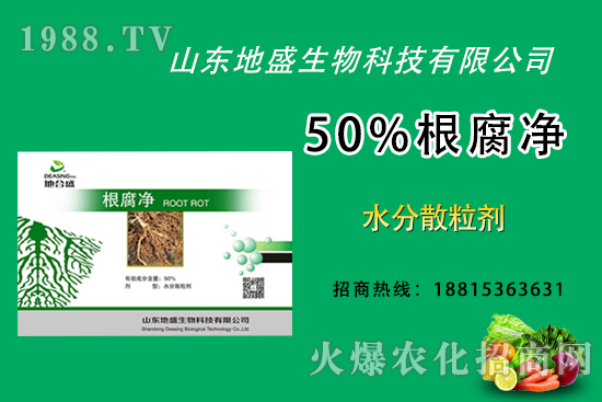 根腐病危害重，如何做好根腐病的防治？這樣做50%根腐凈！