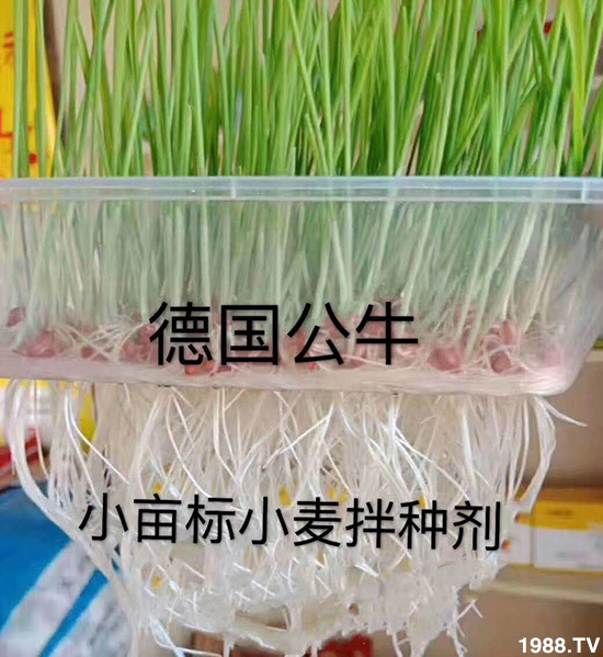 小麥拌種促增產(chǎn)，小麥拌種劑如何選呢？小麥拌種劑品牌選擇！