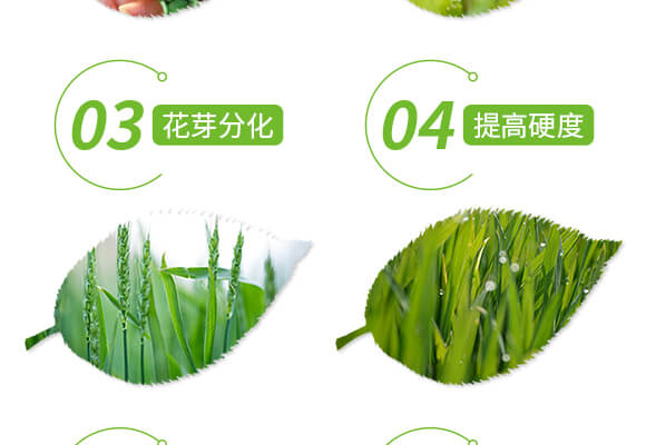 特優(yōu)硼-芽滿花-愛農(nóng)斯達(dá)_05