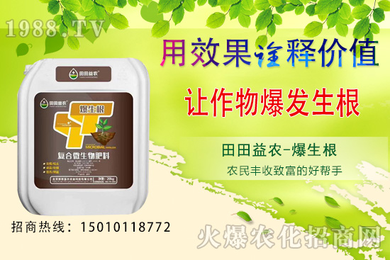 獼猴桃種植前景如何，獼猴桃種植技術(shù)要點！