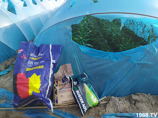     如何讓種植變得更輕松？一個(gè)套餐，全面配方，巴斯特大姜營(yíng)養(yǎng)套餐方案！