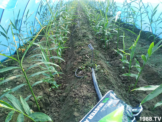     如何讓種植變得更輕松？一個(gè)套餐，全面配方，巴斯特大姜營(yíng)養(yǎng)套餐方案！