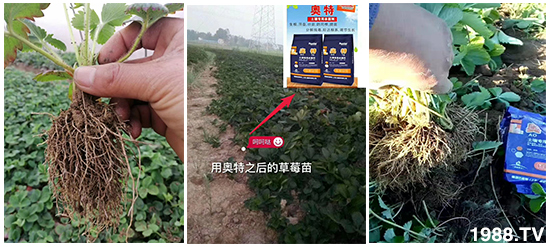     如何讓種植變得更輕松？一個(gè)套餐，全面配方，巴斯特大姜營(yíng)養(yǎng)套餐方案！