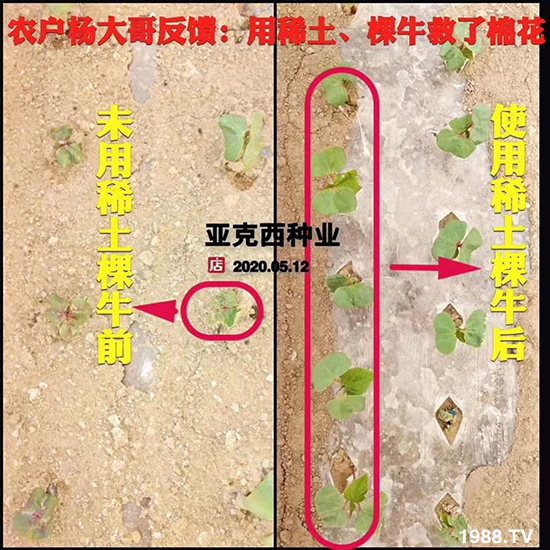     如何讓種植變得更輕松？一個(gè)套餐，全面配方，巴斯特大姜營(yíng)養(yǎng)套餐方案！