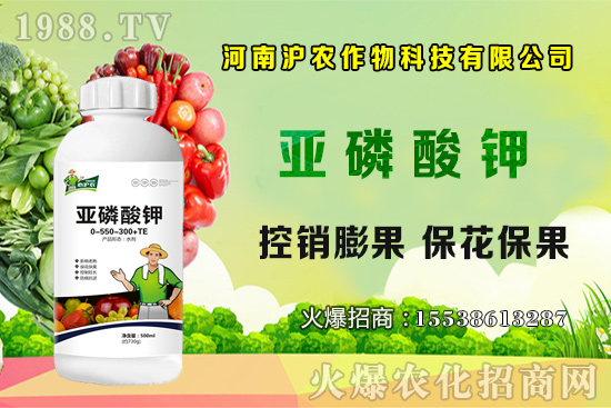 大蔥育苗要點你知道嗎？大蔥常見病蟲害有哪些？如何防治？