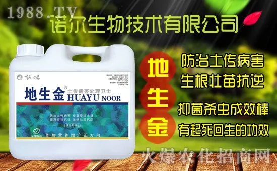 黃花菜種子怎么采集？黃花菜種苗價(jià)格多少錢一株？