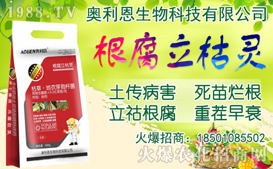 洋蔥如何施肥？洋蔥種植方法及播種時(shí)間！