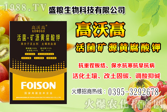 人參果畝產(chǎn)效益是多少?人參果的種植與管理技術(shù)!