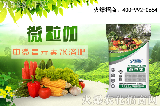 辣椒該怎么育苗，辣椒育苗時間及育苗注意要點！