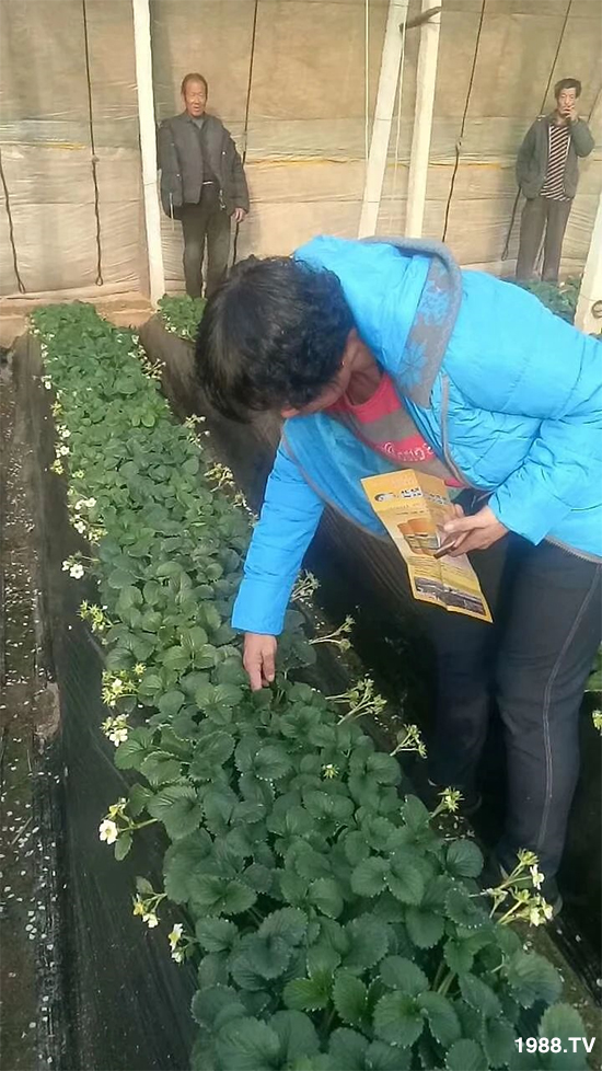 水溶肥市場大變革??？海藻精、魚蛋白將被它代替！1000多用戶鼎力推薦！