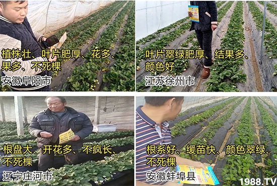 水溶肥市場大變革??？海藻精、魚蛋白將被它代替！1000多用戶鼎力推薦！