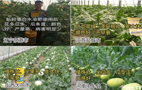 水溶肥市場大變革?。亢Ｔ寰?、魚蛋白將被它代替！1000多用戶鼎力推薦！